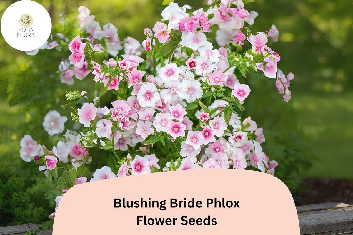 100 Blushing Bride Phlox Seeds - Phlox paniculata Soft Pink Perennial Flowers