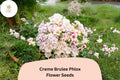100 Crème Brulee Phlox Seeds – Creamy Yellow Annual Flower for Gardens