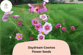 200 Daydream Cosmos Seeds – Bicolor Pink & White Annual Flower for Gardens