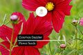 200 Dazzler Cosmos Flower Seeds - Magenta-Red Pollinator-Friendly Annual