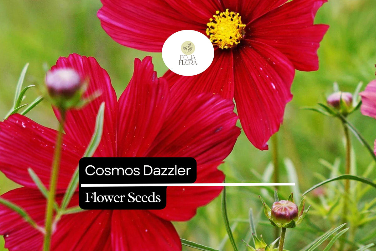 200 Dazzler Cosmos Flower Seeds - Magenta-Red Pollinator-Friendly Annual