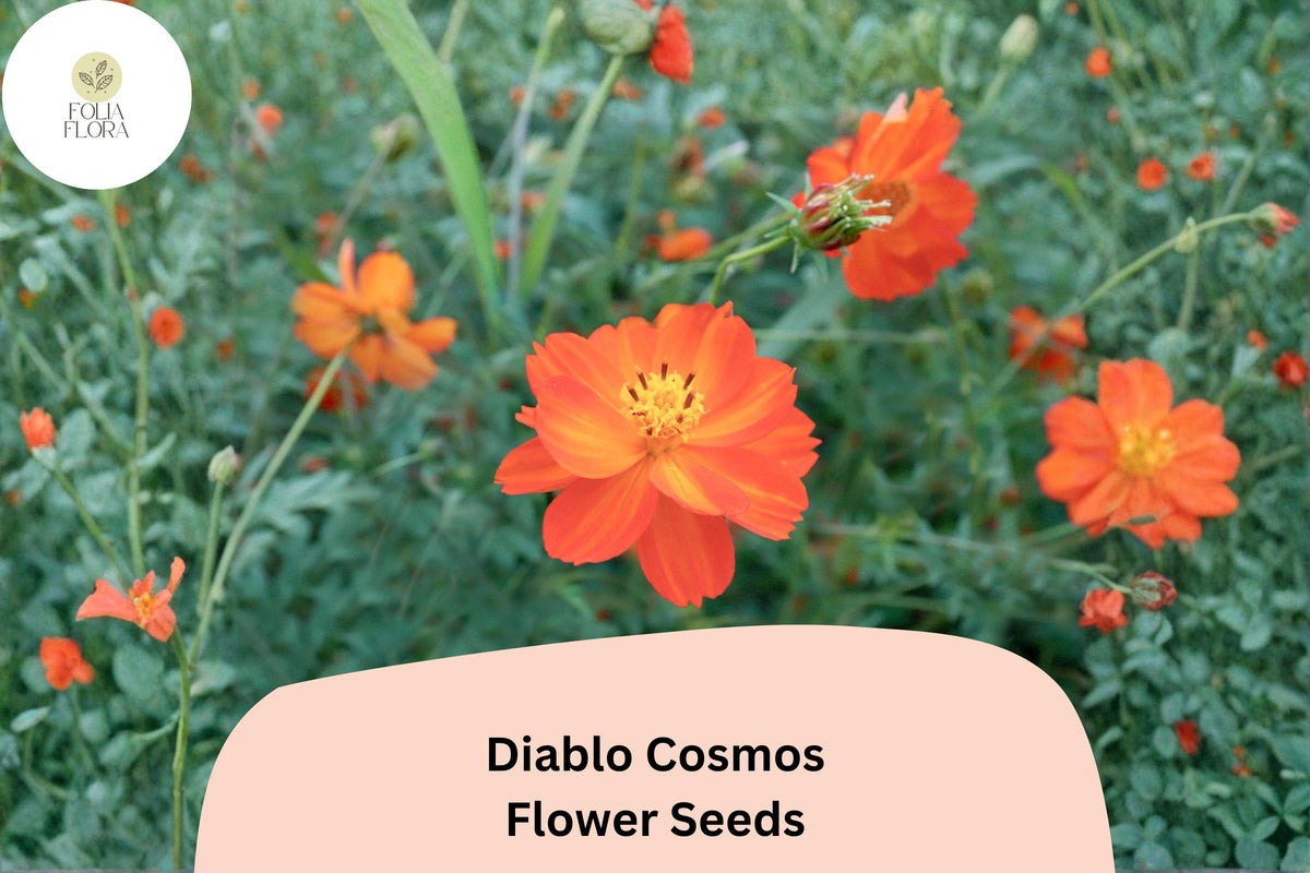 Diablo Cosmos Seeds – 200 Bright Orange-Red Annual Flower Seeds for Planting