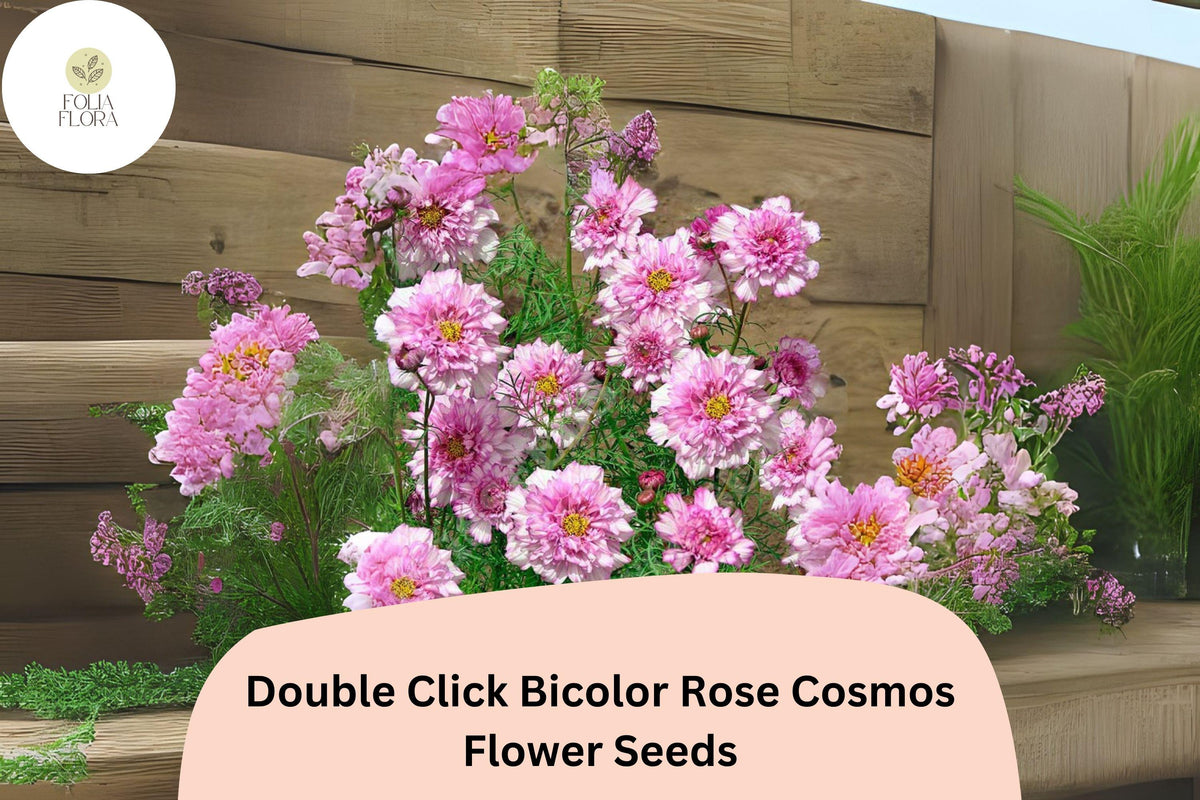200 Double Click Bicolor Rose Cosmos Seeds - Pink & White Flowers
