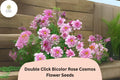 Double Click Bicolor Rose Cosmos Seeds – 200 Pink & White Flower Seeds