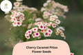 100 Cherry Caramel Phlox Seeds – Unique Rose-Cream Blooms for Your Garden
