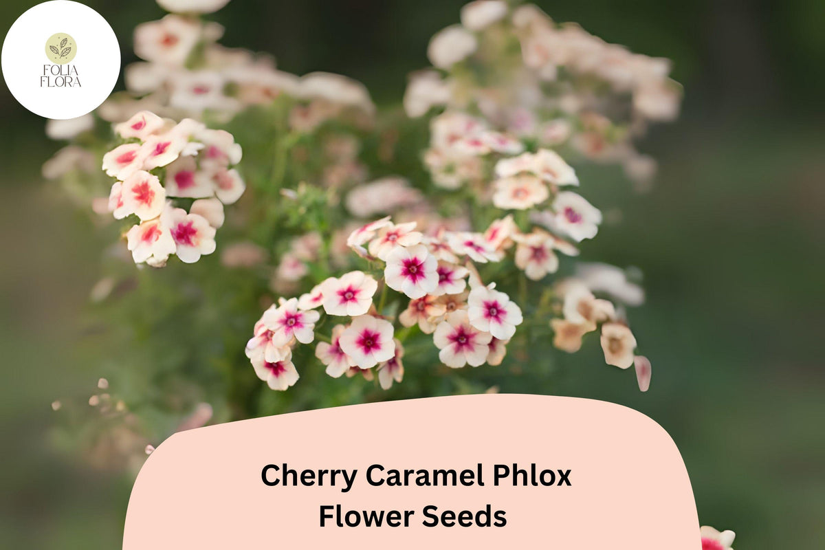 100 Cherry Caramel Phlox Seeds – Unique Rose-Cream Blooms for Your Garden