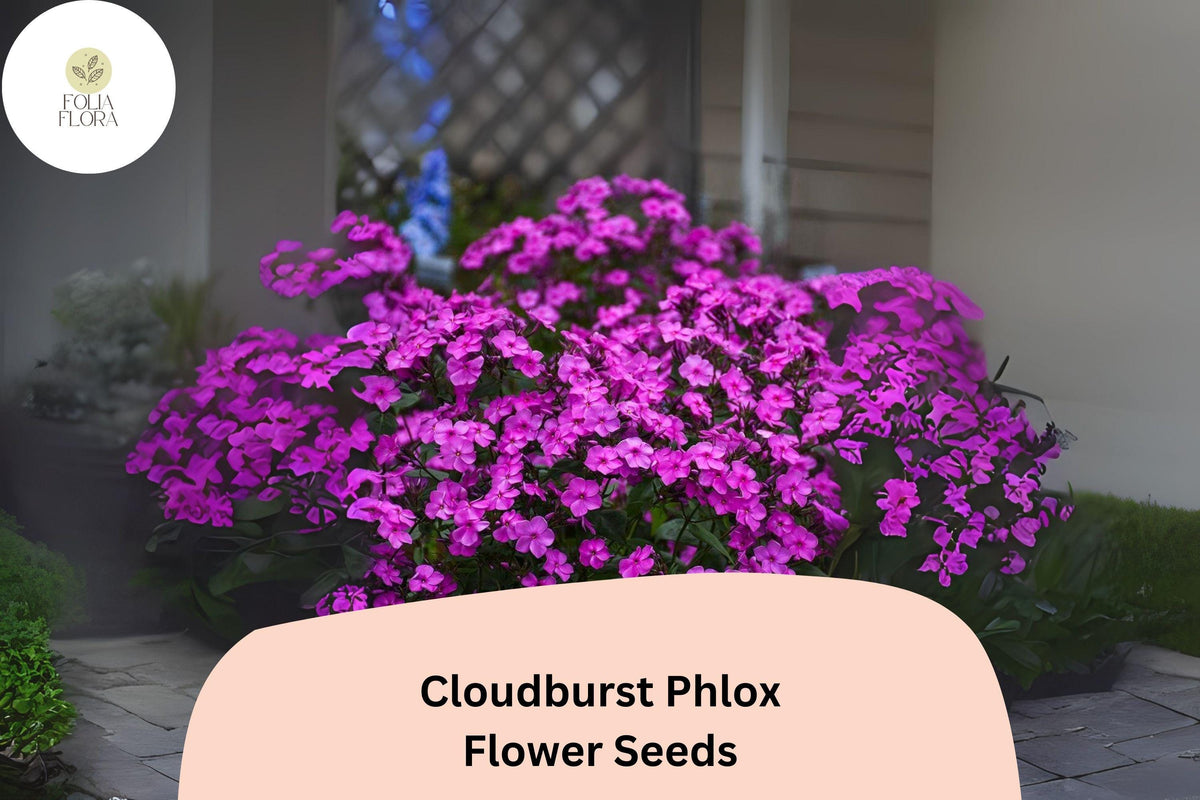 Cloudburst Phlox Seeds - Purple-Magenta Perennial Flower, 100 Seeds