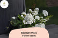 100 Backlight Phlox Seeds - White & Lavender Perennial Flower for Garden