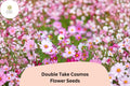 200 Double Take Cosmos Seeds – Pink, White & Rose Flower Garden