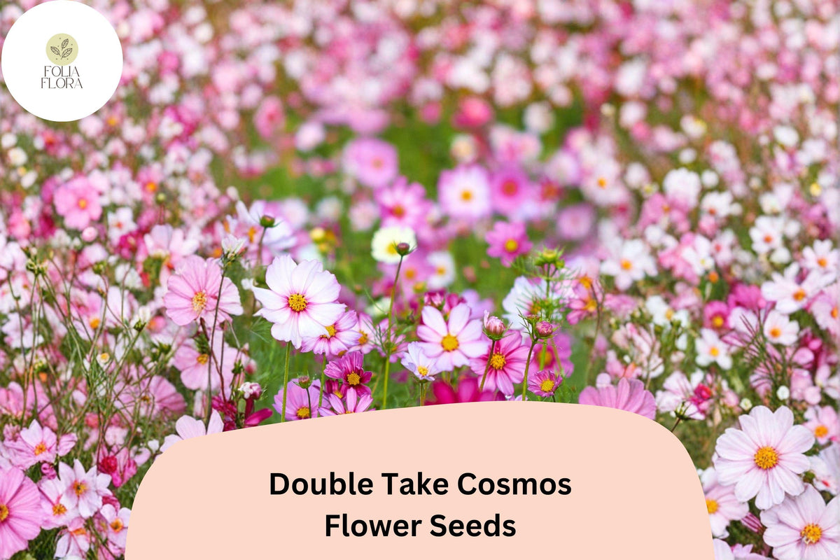 200 Double Take Cosmos Seeds – Pink, White & Rose Flower Garden