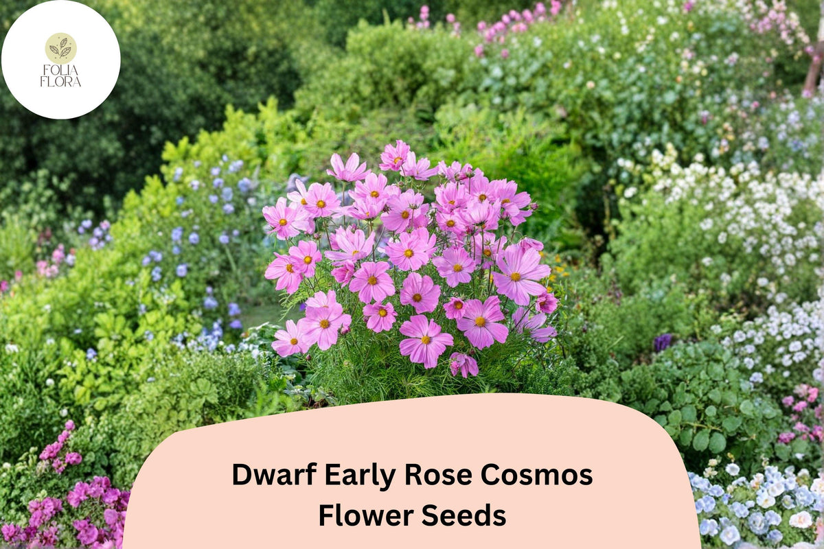 200 Dwarf Early Rose Cosmos Seeds | Pink Garden Flower