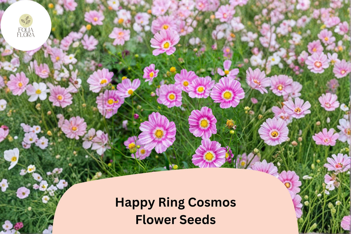 200 Happy Ring Cosmos Seeds – Bicolor Pink & White Garden Flowers