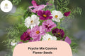 200 Psyche Mix Cosmos Seeds - White, Pink, Red Semi-Double Blooms