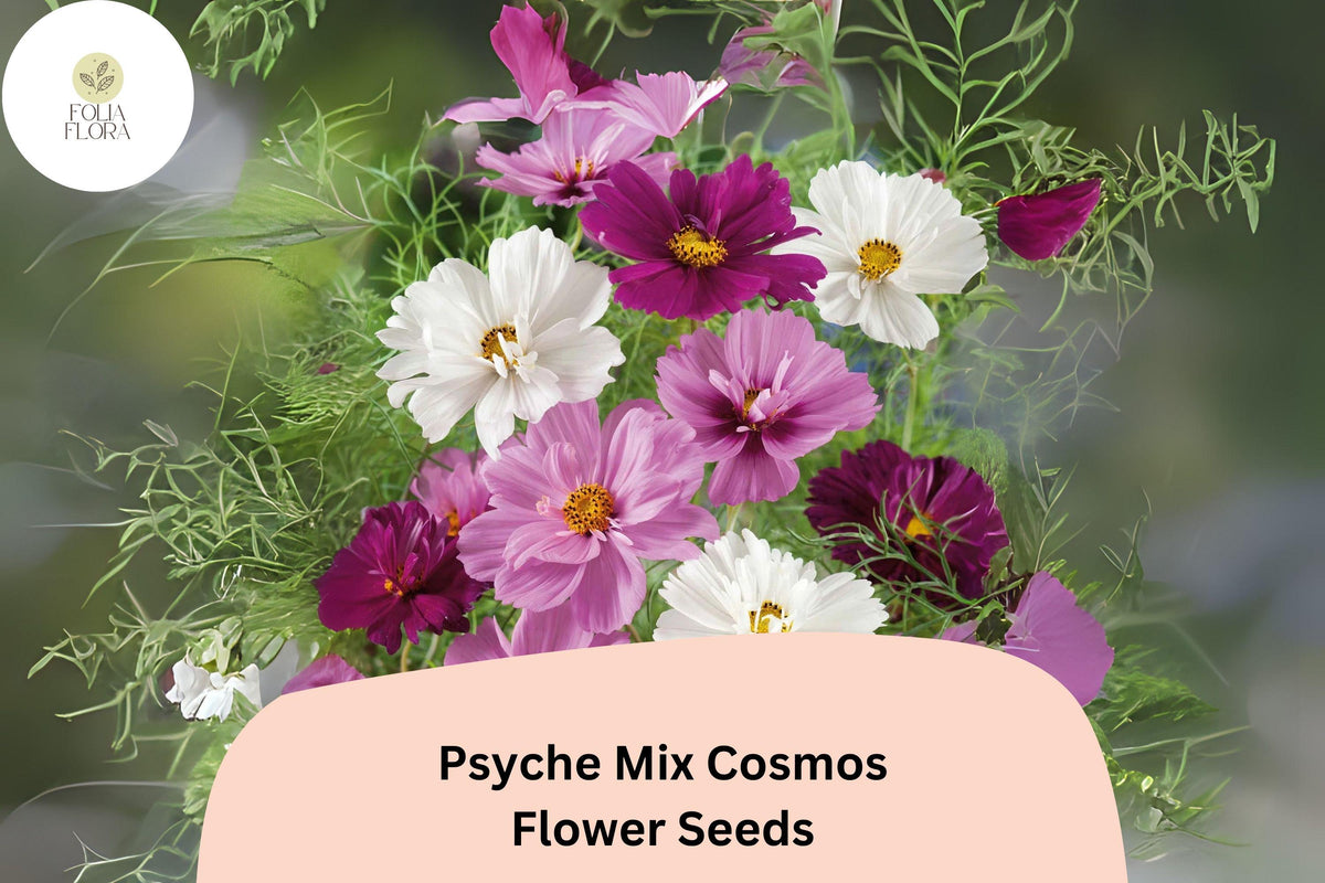 200 Psyche Mix Cosmos Seeds - White, Pink, Red Semi-Double Blooms