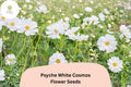 200 Psyche White Cosmos Seeds – Annual Garden Flower for Cut Flowers & Pollinators