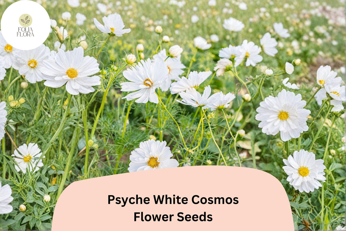 200 Psyche White Cosmos Seeds – Annual Garden Flower for Cut Flowers & Pollinators