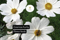 200 Purity Cosmos Flower Seeds - White Cosmos Bipinnatus for Planting