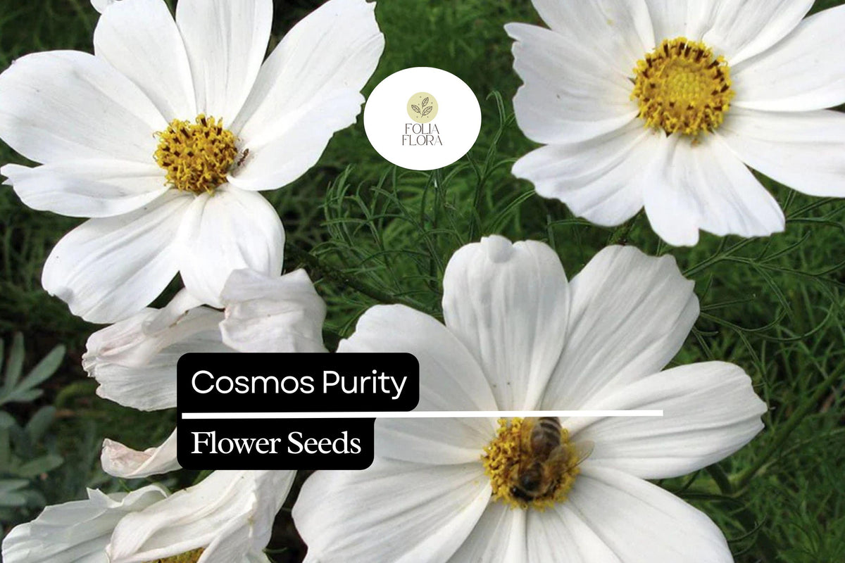 200 Purity Cosmos Flower Seeds - White Cosmos Bipinnatus for Planting