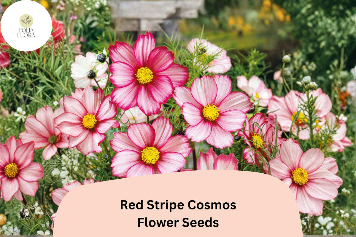 200 Red Stripe Cosmos Seeds – White & Red Bipinnatus Flowers for Planting