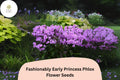 100 Fashionably Early Princess Phlox Seeds - Pink Perennial Flower Seeds for Planting