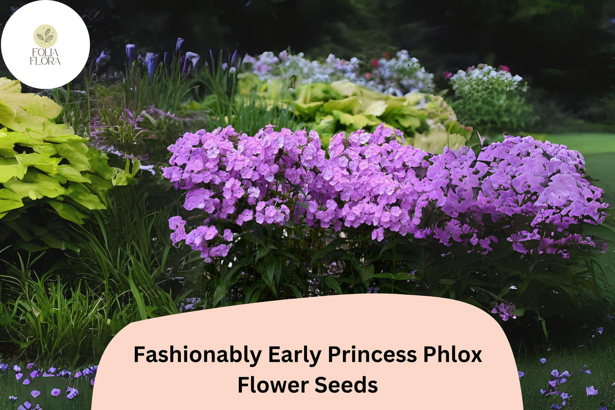 100 Fashionably Early Princess Phlox Seeds - Pink Perennial Flower Seeds for Planting