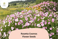 200 Rosetta Cosmos Seeds – Soft Pink Double Blooms for Garden Flowers