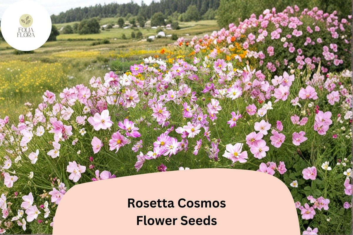 200 Rosetta Cosmos Seeds – Soft Pink Double Blooms for Garden Flowers