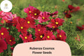 200 Rubenza Cosmos Seeds – Deep Ruby-Red Blooms for Pollinator Gardens