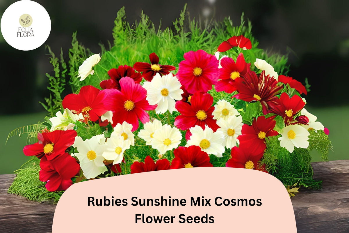 200 Rubies Sunshine Mix Cosmos Seeds - Red Yellow Pink Garden Blooms