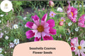 200 Seashells Cosmos Seeds | Pink & White Fluted Blooms
