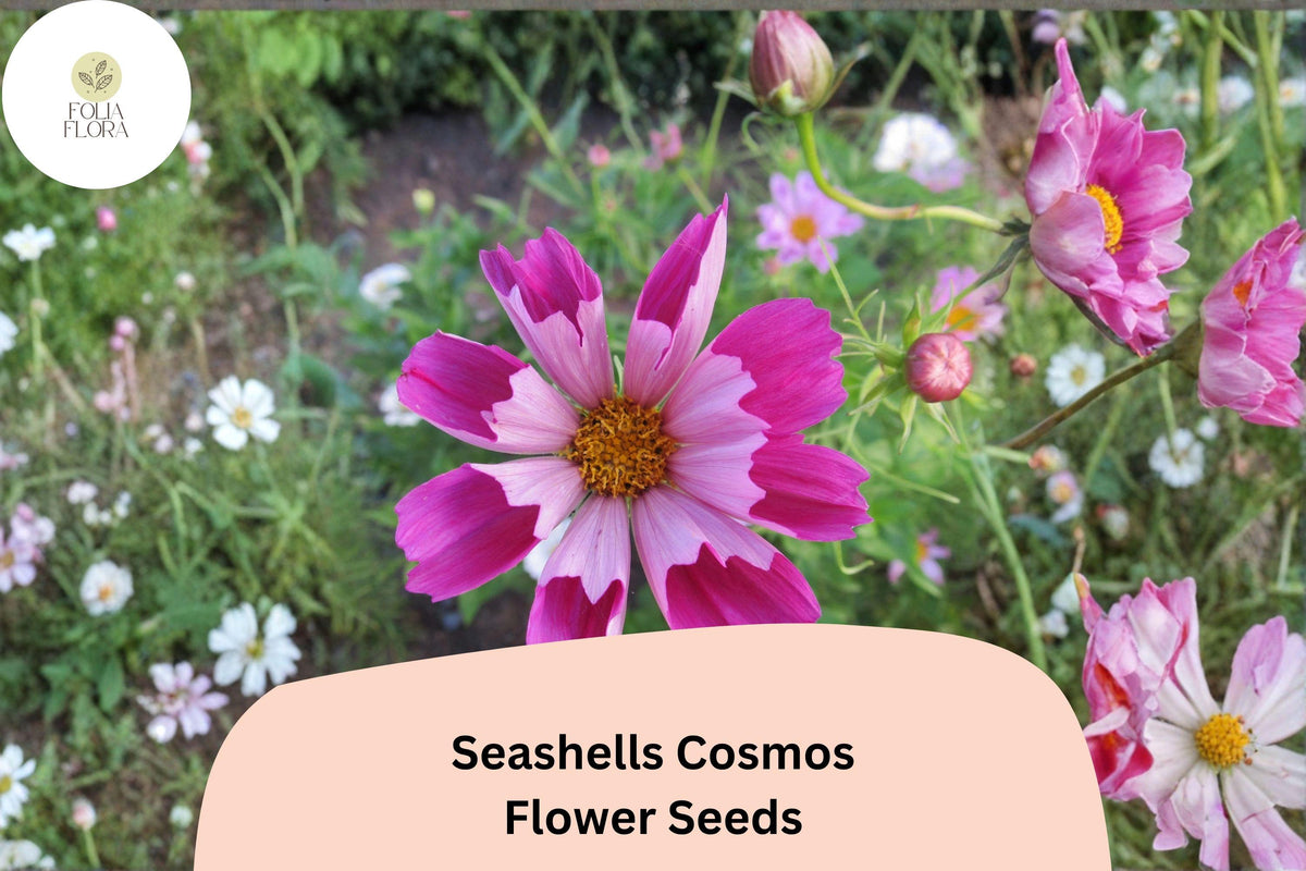 200 Seashells Cosmos Seeds | Pink & White Fluted Blooms