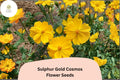 200 Sulphur Gold Cosmos Seeds | Bright Yellow-Orange Blooms