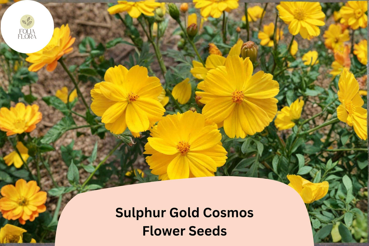 200 Sulphur Gold Cosmos Seeds | Bright Yellow-Orange Blooms