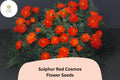 200 Sulphur Red Cosmos Seeds for Planting | Bright Red Blooms, Pollinator Friendly