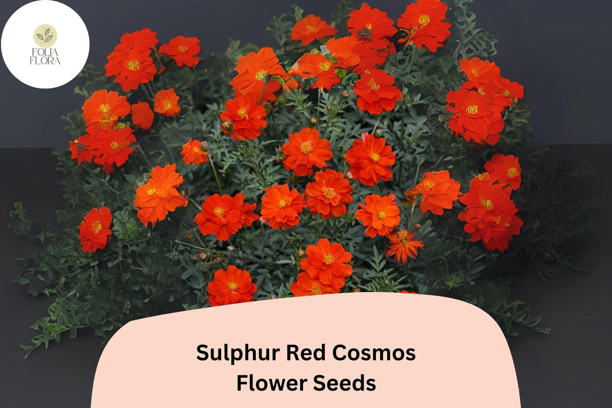 200 Sulphur Red Cosmos Seeds for Planting | Bright Red Blooms, Pollinator Friendly