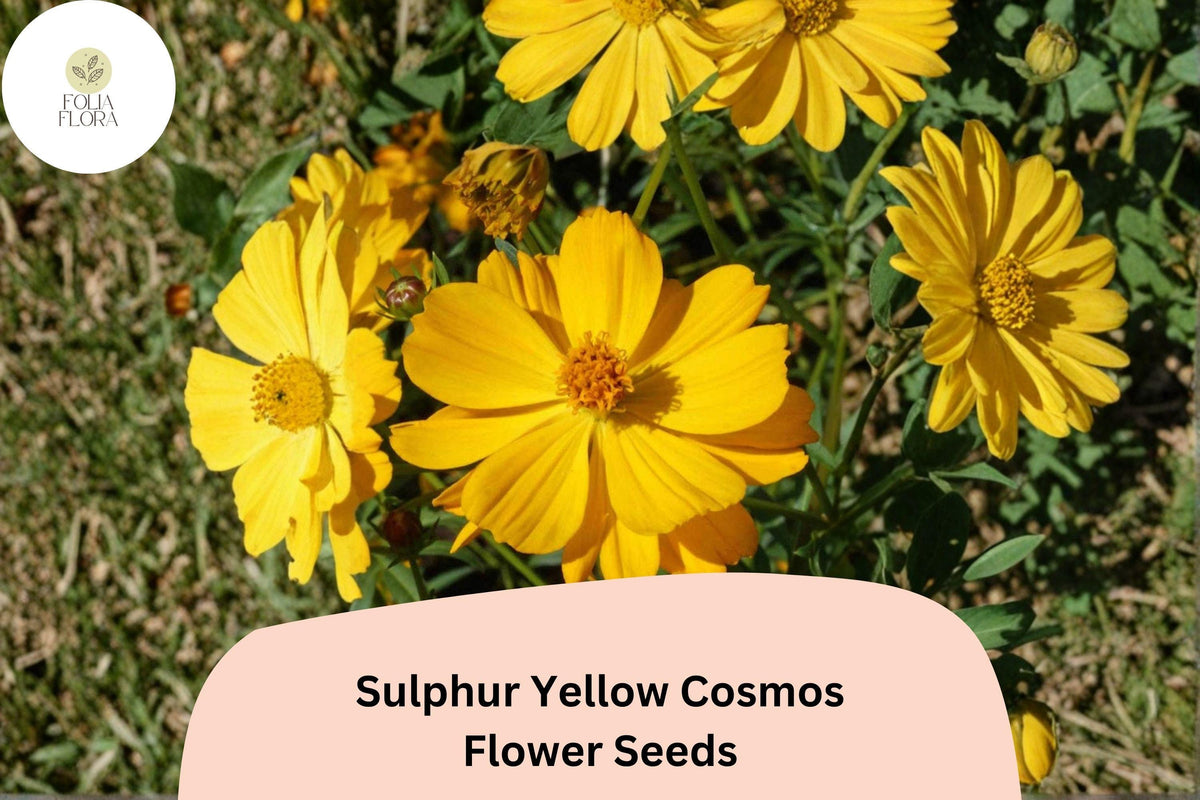 200 Sulphur Yellow Cosmos Seeds - Cosmos sulphureus Pollinator-Friendly