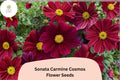 200 Sonata Carmine Cosmos Seeds - Deep Pink Garden Flower for Planting