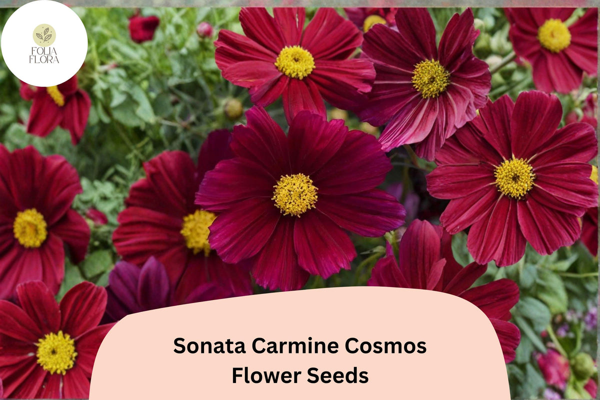 200 Sonata Carmine Cosmos Seeds - Deep Pink Garden Flower for Planting