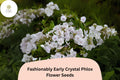 100 White Crystal Phlox Seeds - Early Perennial Flowers