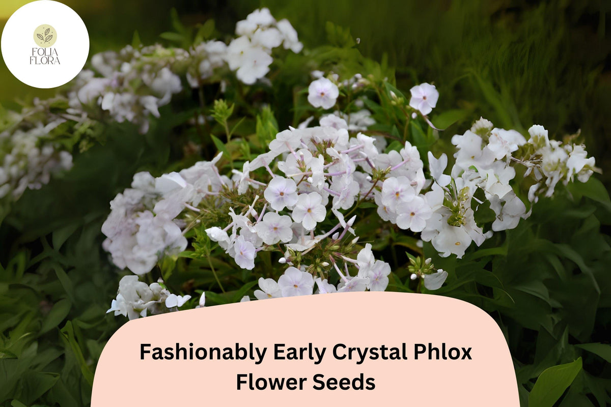 100 White Crystal Phlox Seeds - Early Perennial Flowers