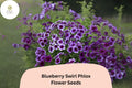 100 Blueberry Swirl Phlox Seeds - Purple & White Annual Flower