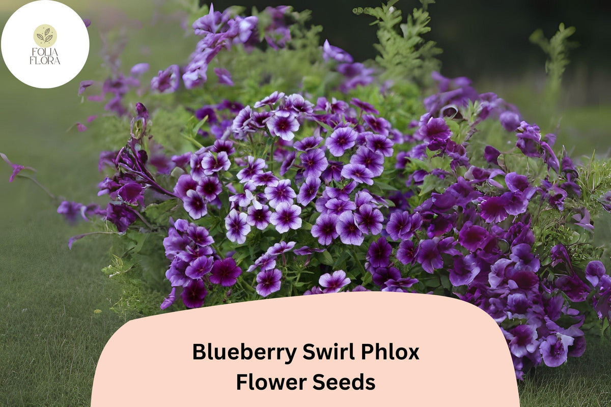 100 Blueberry Swirl Phlox Seeds - Purple & White Annual Flower