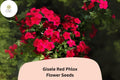 Gisele Red Phlox Seeds - 100 Scarlet Flower Seeds for Planting