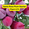 Santa Rosa Plum Tree 4ft Live Fruit Tree Ready to Plant