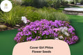 Cover Girl Phlox Seeds - 100 Lavender-Pink Flower Seeds with Dark Centers