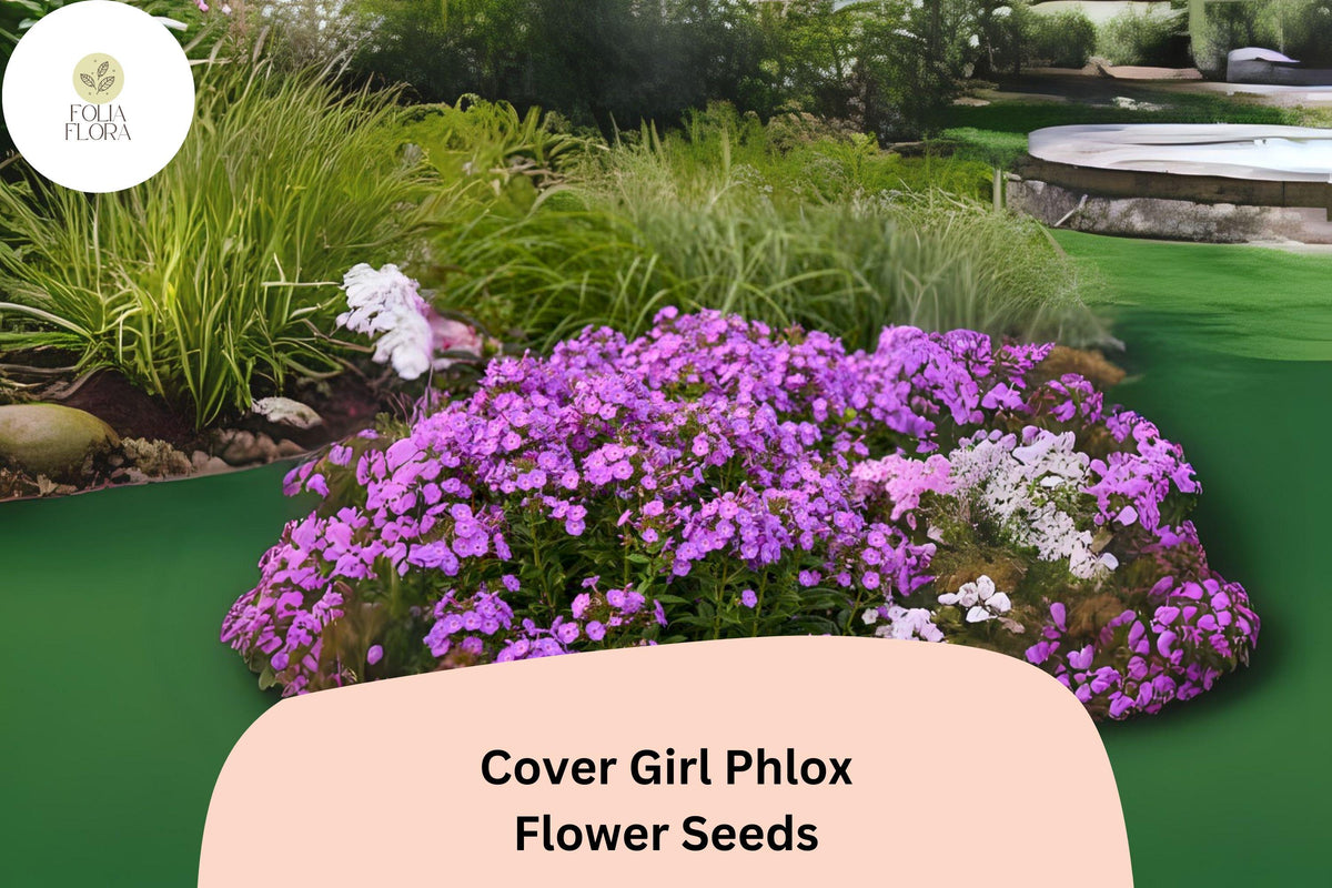 Cover Girl Phlox Seeds - 100 Lavender-Pink Flower Seeds with Dark Centers