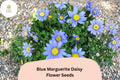 200 Blue Marguerite Daisy Seeds - Felicia amelloides Sky Blue Blooms