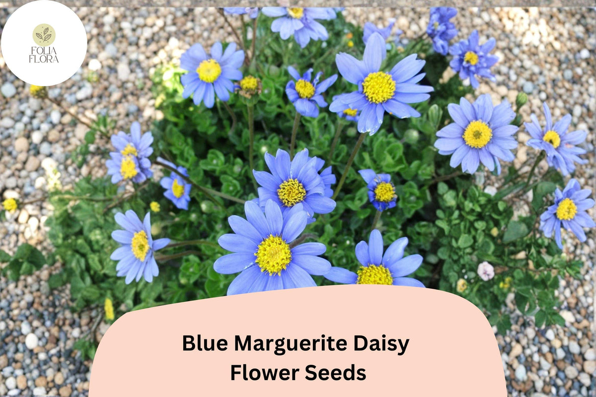 200 Blue Marguerite Daisy Seeds - Felicia amelloides Sky Blue Blooms