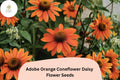200 Adobe Orange Coneflower Seeds - Rudbeckia hirta for Pollinator Gardens