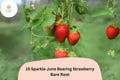 15 Sparkle Strawberry Plants – Live Bare Root June-Bearing Strawberries (Fragaria × ananassa)